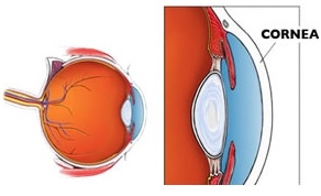 Cornea